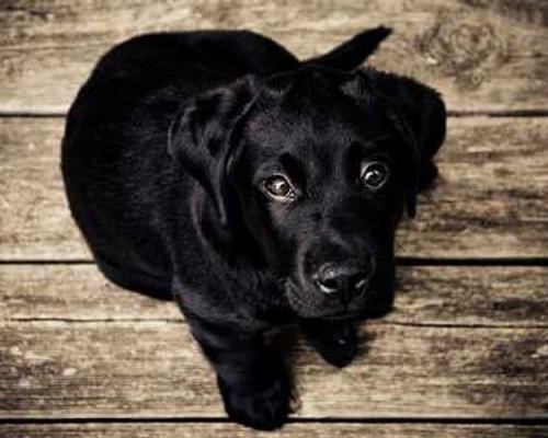 Lucky — a black Labrador